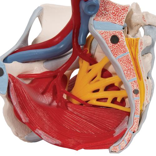 Bassin féminin avec ligaments, vaisseaux, nerfs, plancher pelvien et organes, en six pièces - 3B Smart Anatomy, 1000288 [H20/4], Modèles partie génitale et bassin
