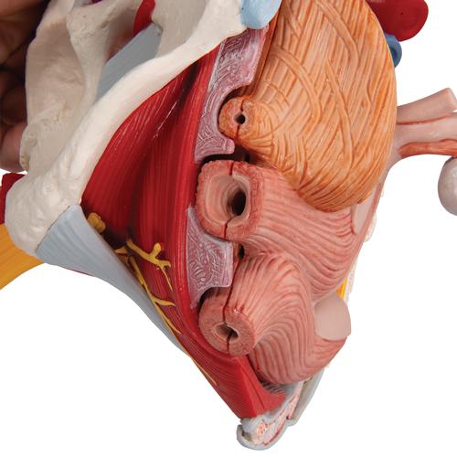 Bassin féminin avec ligaments, vaisseaux, nerfs, plancher pelvien et organes, en six pièces - 3B Smart Anatomy, 1000288 [H20/4], Education à la santé Femme