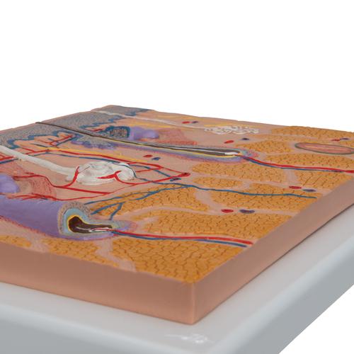 Coupe de la peau, agrandie 70 fois - 3B Smart Anatomy, 1000289 [J10], Modèles de dermes