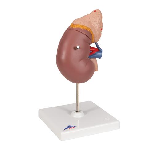 Rein avec glande surrénale, en 2 parties - 3B Smart Anatomy, 1014211 [K12], Modèles de systèmes urinaires