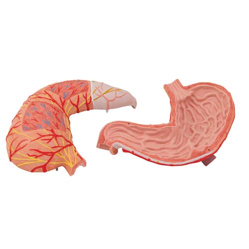 Estomac, en 2 parties - 3B Smart Anatomy, 1000302 [K15], Modèles de systèmes digestifs