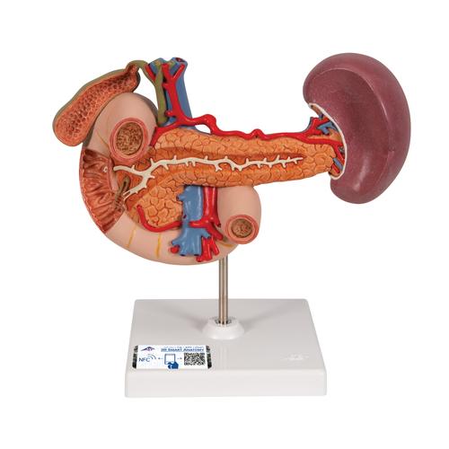 Organes postérieurs de l'épigastre - 3B Smart Anatomy, 1000309 [K22/2], Modèles de systèmes urinaires