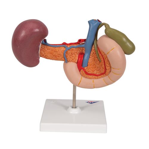 Organes postérieurs de l'épigastre - 3B Smart Anatomy, 1000309 [K22/2], Modèles de systèmes urinaires