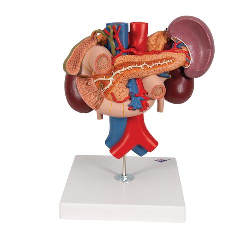 Reins avec organes postérieurs de l'épigastre, en 3 parties - 3B Smart Anatomy, 1000310 [K22/3], Modèles de systèmes urinaires