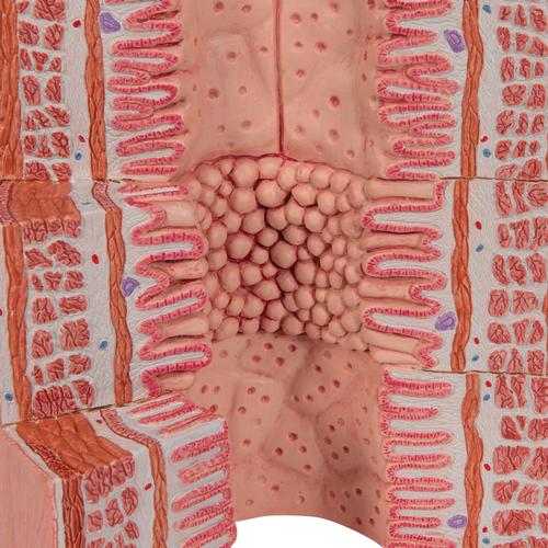 Appareil digestif 3B MICROanatomy - agrandi 20 fois - 3B Smart Anatomy, 1000311 [K23], Modèles de systèmes digestifs