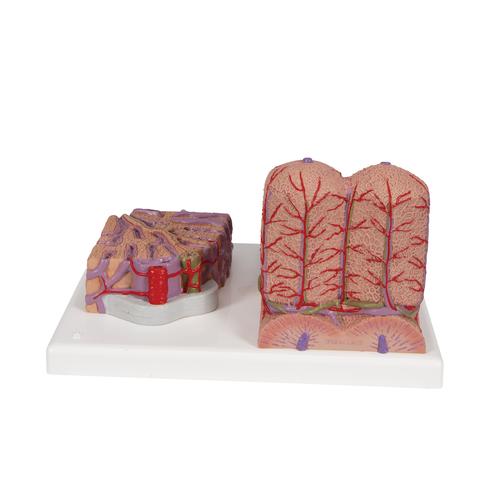 Foie 3B MICROanatomy - 3B Smart Anatomy, 1000312 [K24], Modèles de systèmes digestifs