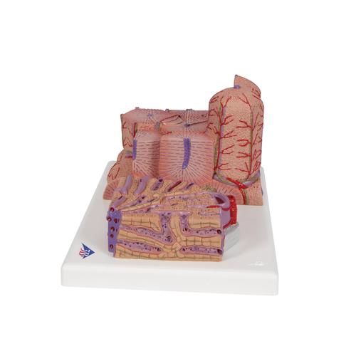 Foie 3B MICROanatomy - 3B Smart Anatomy, 1000312 [K24], Modèles de systèmes digestifs