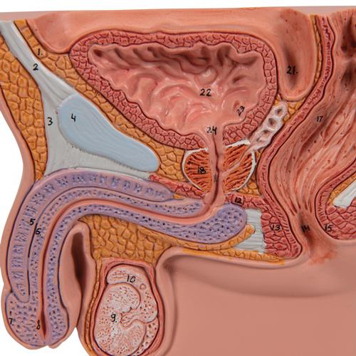 Modèle de prostate, échelle 1/2 - 3B Smart Anatomy, 1000319 [K41], Education à la santé Homme