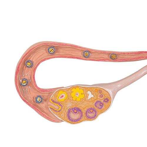 Stades de la fécondation et développement de l'embryon, agrandi 2 fois - 3B Smart Anatomy, 1000320 [L01], Education à la santé Femme