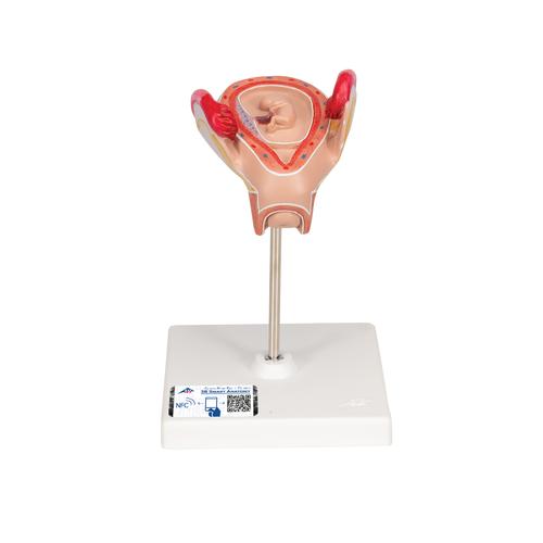 Modèle d'embryon à 2 mois - 3B Smart Anatomy, 1000323 [L10/2], Modèles de grossesse