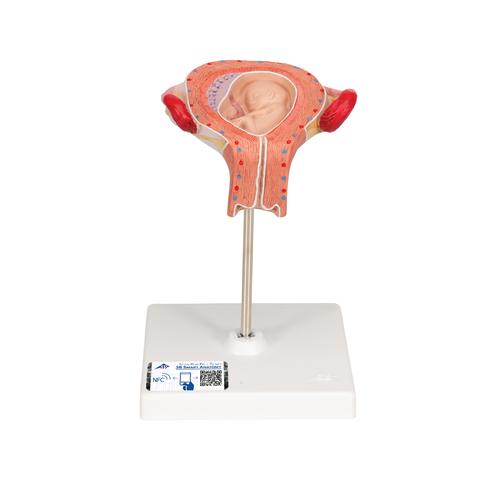 Modèle de fœtus à 3 mois - 3B Smart Anatomy, 1000324 [L10/3], Modèles de grossesse