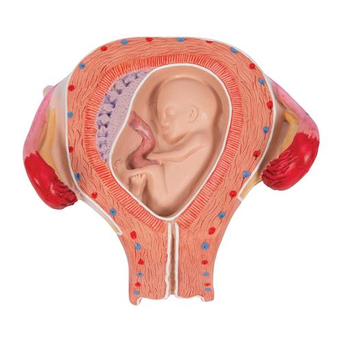 Modèle de fœtus à 3 mois - 3B Smart Anatomy, 1000324 [L10/3], Modèles de grossesse