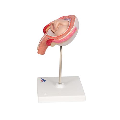 Fœtus, à 4 mois, décubitus ventral - 3B Smart Anatomy, 1018626 [L10/4], Homme