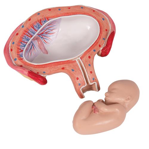 Fœtus, à 4 mois, décubitus ventral - 3B Smart Anatomy, 1018626 [L10/4], Modèles de grossesse