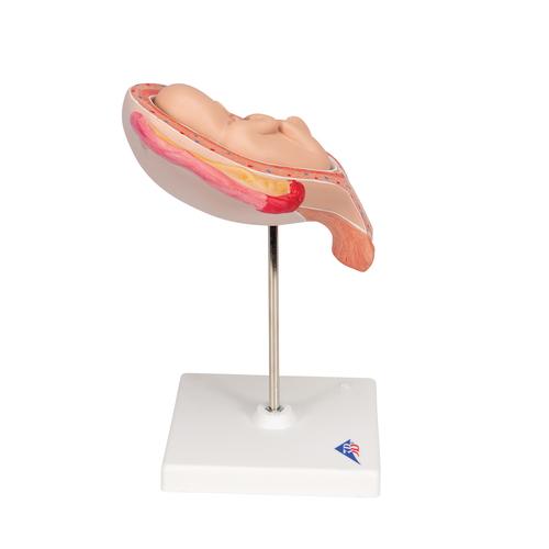 Fœtus, à 5 mois, présentation du siège - 3B Smart Anatomy, 1018630 [L10/5], Modèles de grossesse