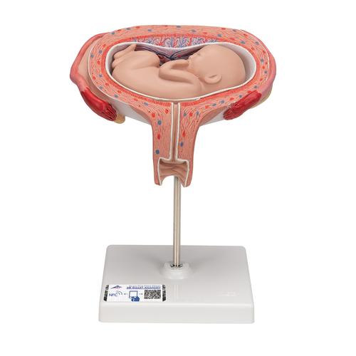 Fœtus, à 5 mois, décubitus dorsal - 3B Smart Anatomy, 1000327 [L10/6], Homme