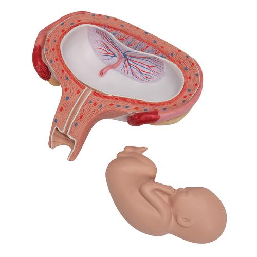 Fœtus, à 5 mois, décubitus dorsal - 3B Smart Anatomy, 1000327 [L10/6], Modèles de grossesse