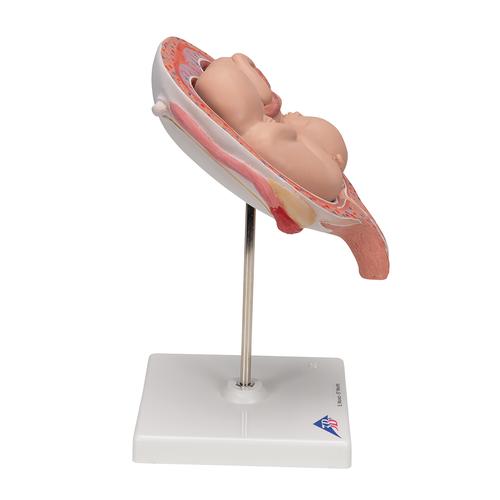 Fœtus jumeaux à 5 mois, position normale - 3B Smart Anatomy, 1000328 [L10/7], Homme