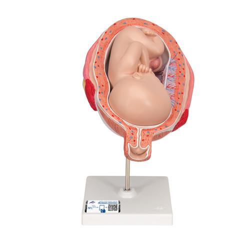Fœtus, à 7 mois - 3B Smart Anatomy, 1000329 [L10/8], Modèles de grossesse