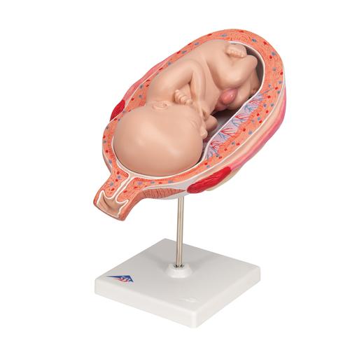 Fœtus, à 7 mois - 3B Smart Anatomy, 1000329 [L10/8], Homme