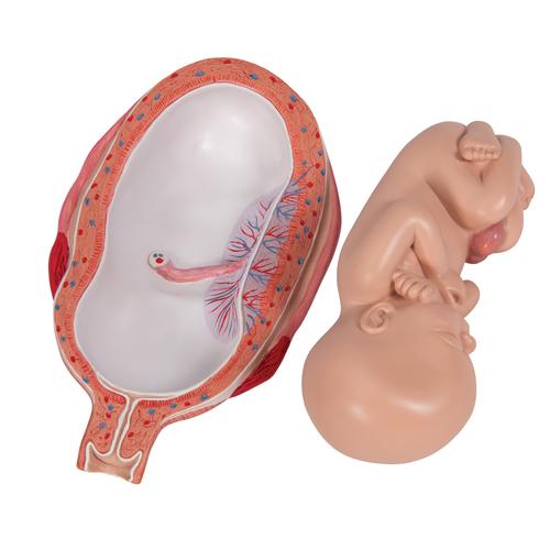 Fœtus, à 7 mois - 3B Smart Anatomy, 1000329 [L10/8], Homme