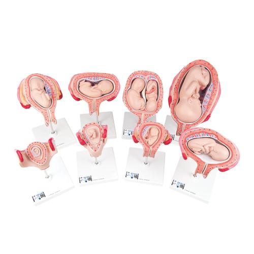 Série de grossesse 3B Scientific® - 3B Smart Anatomy, 1018627 [L10], Homme