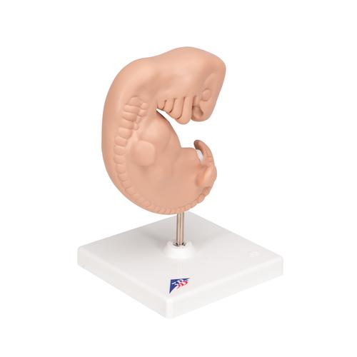Embryon, agrandi 25 fois - 3B Smart Anatomy, 1014207 [L15], Homme