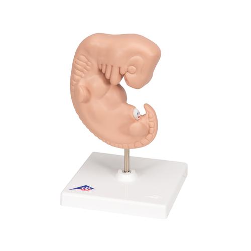Embryon, agrandi 25 fois - 3B Smart Anatomy, 1014207 [L15], Homme