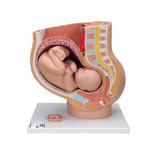 Bassin de grossesse, en 3 parties - 3B Smart Anatomy, 1000333 [L20], Homme