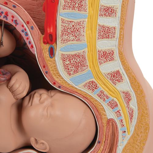 Bassin de grossesse, en 3 parties - 3B Smart Anatomy, 1000333 [L20], Modèles de grossesse