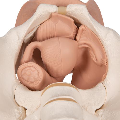 Squelette du bassin féminin avec organes génitaux, en 3 parties - 3B Smart Anatomy, 1000335 [L31], Modèles partie génitale et bassin