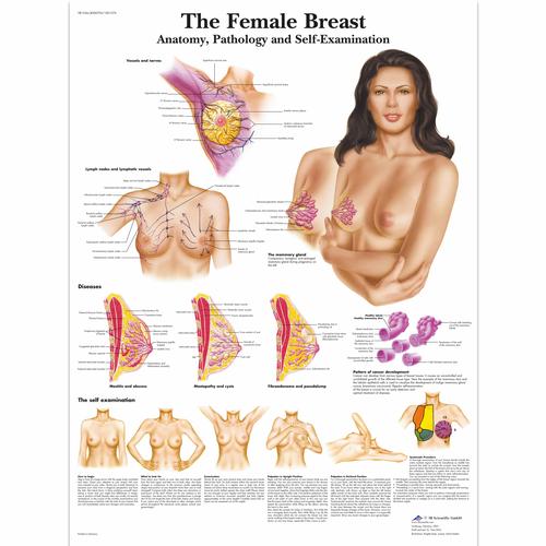 Modèle de palpation mammaire (avec valise de transport et planche murale incluses), 1000342 [L50], Education à la santé Femme