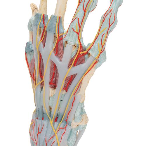 Modèle de squelette de la main avec ligaments et muscles - 3B Smart Anatomy, 1000358 [M33/1], Squelettes des membres supérieurs