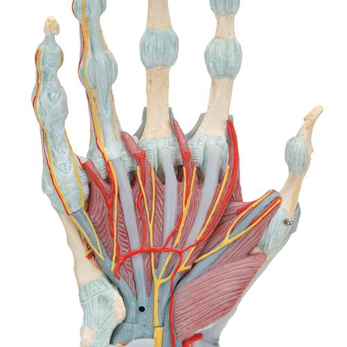 Modèle de squelette de la main avec ligaments et muscles - 3B Smart Anatomy, 1000358 [M33/1], Squelettes des membres supérieurs