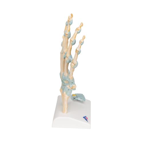 Modèle de squelette de la main avec ligaments et tunnel carpien - 3B Smart Anatomy, 1000357 [M33], Squelettes des membres supérieurs