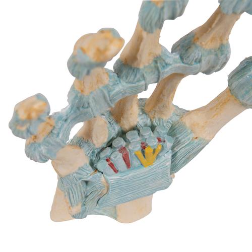 Modèle de squelette de la main avec ligaments et tunnel carpien - 3B Smart Anatomy, 1000357 [M33], Squelettes des membres supérieurs