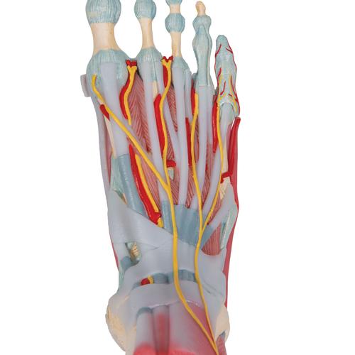 Modèle de squelette du pied avec ligaments et muscles - 3B Smart Anatomy, 1019421 [M34/1], Modèles de squelettes des membres inférieurs