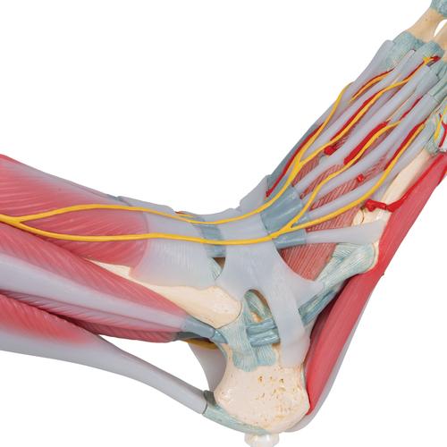Modèle de squelette du pied avec ligaments et muscles - 3B Smart Anatomy, 1019421 [M34/1], Modèles de squelettes des membres inférieurs