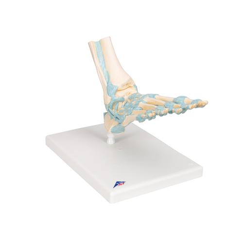 Modèle de squelette du pied avec ligaments - 3B Smart Anatomy, 1000359 [M34], Modèles d'articulations