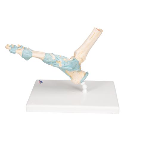 Modèle de squelette du pied avec ligaments - 3B Smart Anatomy, 1000359 [M34], Modèles de squelettes des membres inférieurs