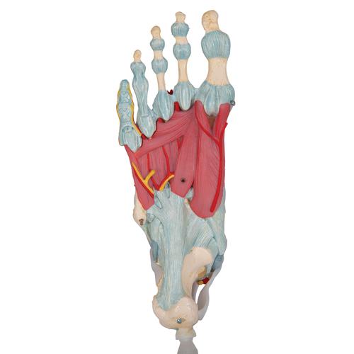 Modèle de squelette du pied avec ligaments - 3B Smart Anatomy, 1000359 [M34], Modèles de squelettes des membres inférieurs