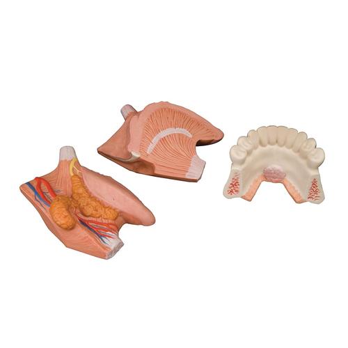 Modèle anatomique de langue, en 4 parties - 3B Smart Anatomy, 1002502 [T12010], Modèles dentaires