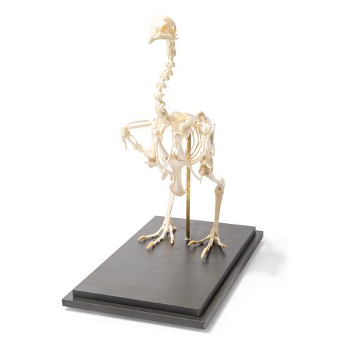 Squelette de poulet (Gallus gallus domesticus), modèle prêparê, 1020966 [T300021], Ornithologie (étude des oiseaux)