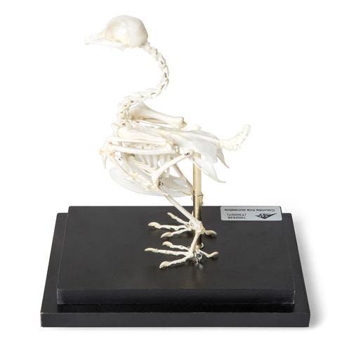 Squelette de pigeon (Columba livia domestica), modèle prêparê, 1020982 [T300071], Ornithologie (étude des oiseaux)