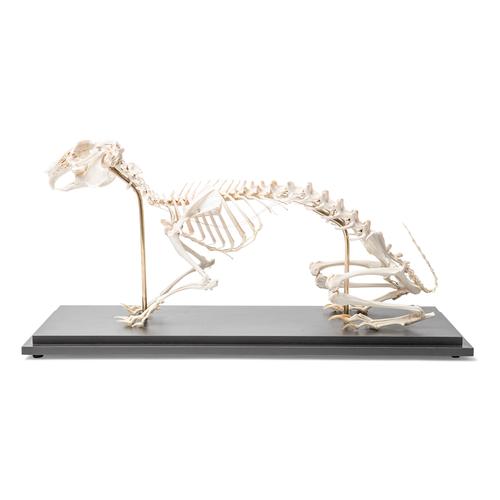 Squelette de lapin (Oryctolagus cuniculus var. domestica), modèle prêparê, 1020985 [T300081], Rongeurs (Rodentia)