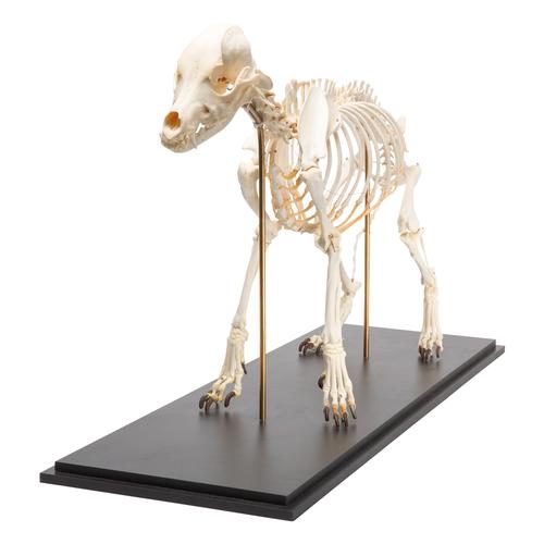 Squelette de chien (Canis lupus familiaris), taille L, modèle prêparê, 1020989 [T300091L], Carnassiers (Carnivora)