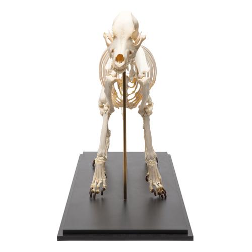 Squelette de chien (Canis lupus familiaris), taille L, modèle prêparê, 1020989 [T300091L], Animaux