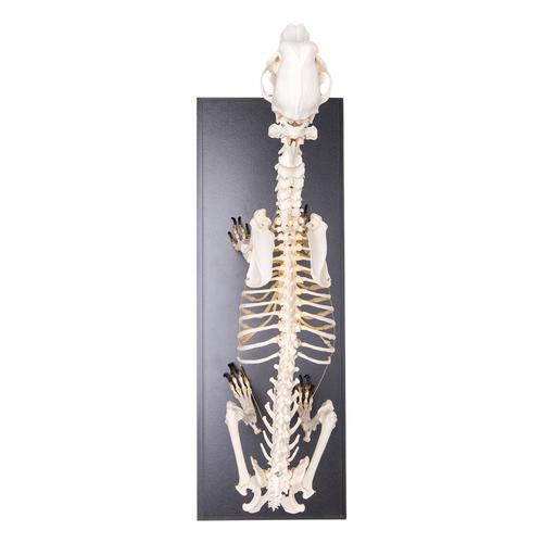 Squelette de chien (Canis lupus familiaris), taille L, modèle prêparê, 1020989 [T300091L], Carnassiers (Carnivora)