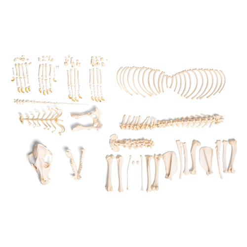 Squelette de chien (Canis lupus familiaris), taille L, non articulê, 1020993 [T300091LU], Animaux