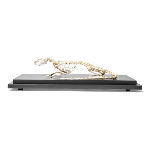 Squelette de rat (Rattus rattus), modèle prêparê, 1021036 [T300111], Petits animaux